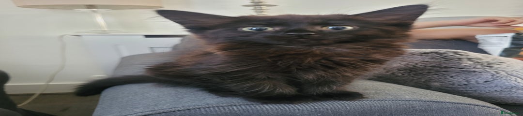 Ragdoll Kitten 3