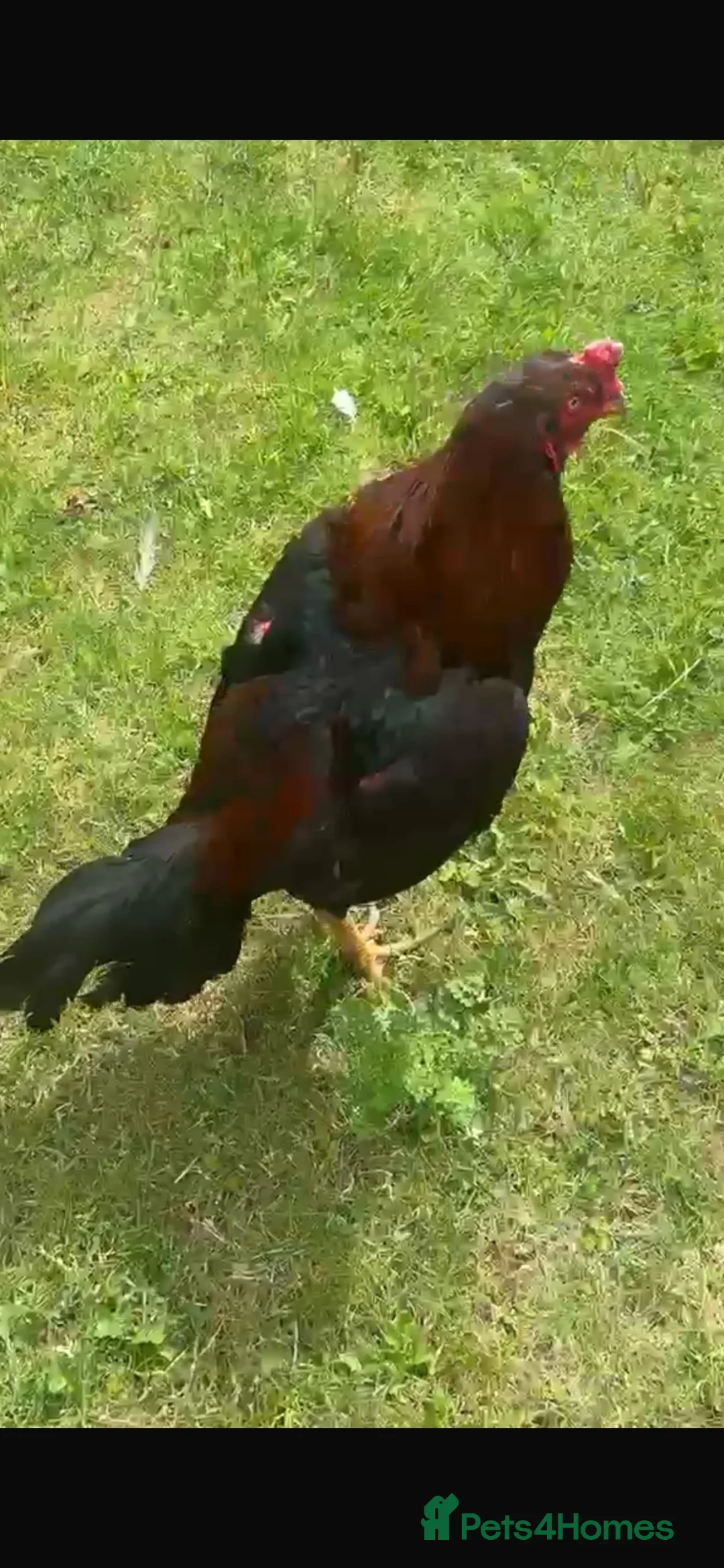 Chickens poultry for sale: Male for sale  - Advert 2