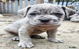 Cane Corso dogs for sale: Look 👀 absolutely stunning cane corso. - Image 2