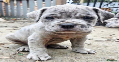 Cane Corso dogs - Advert 4