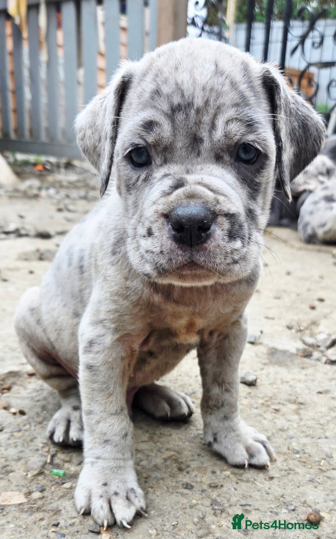 Cane Corso dogs for sale: Look 👀 absolutely stunning cane corso. - Image 2