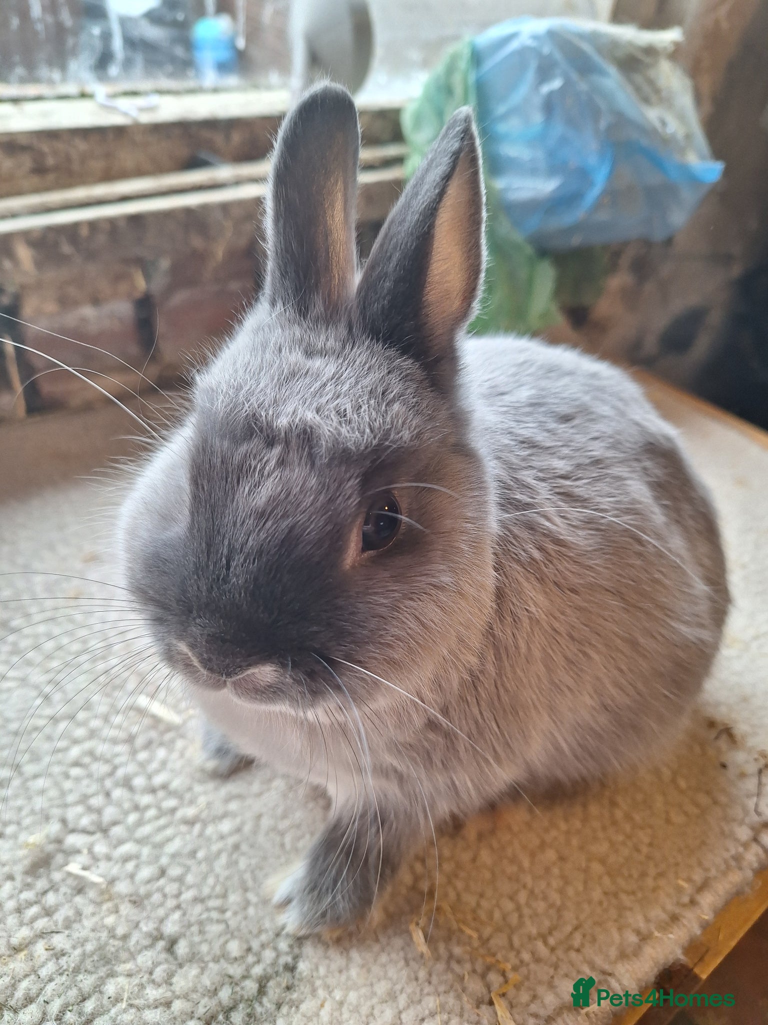 Netherland Dwarf rabbits Siamese smoke netherland dwarf  - Advert 17