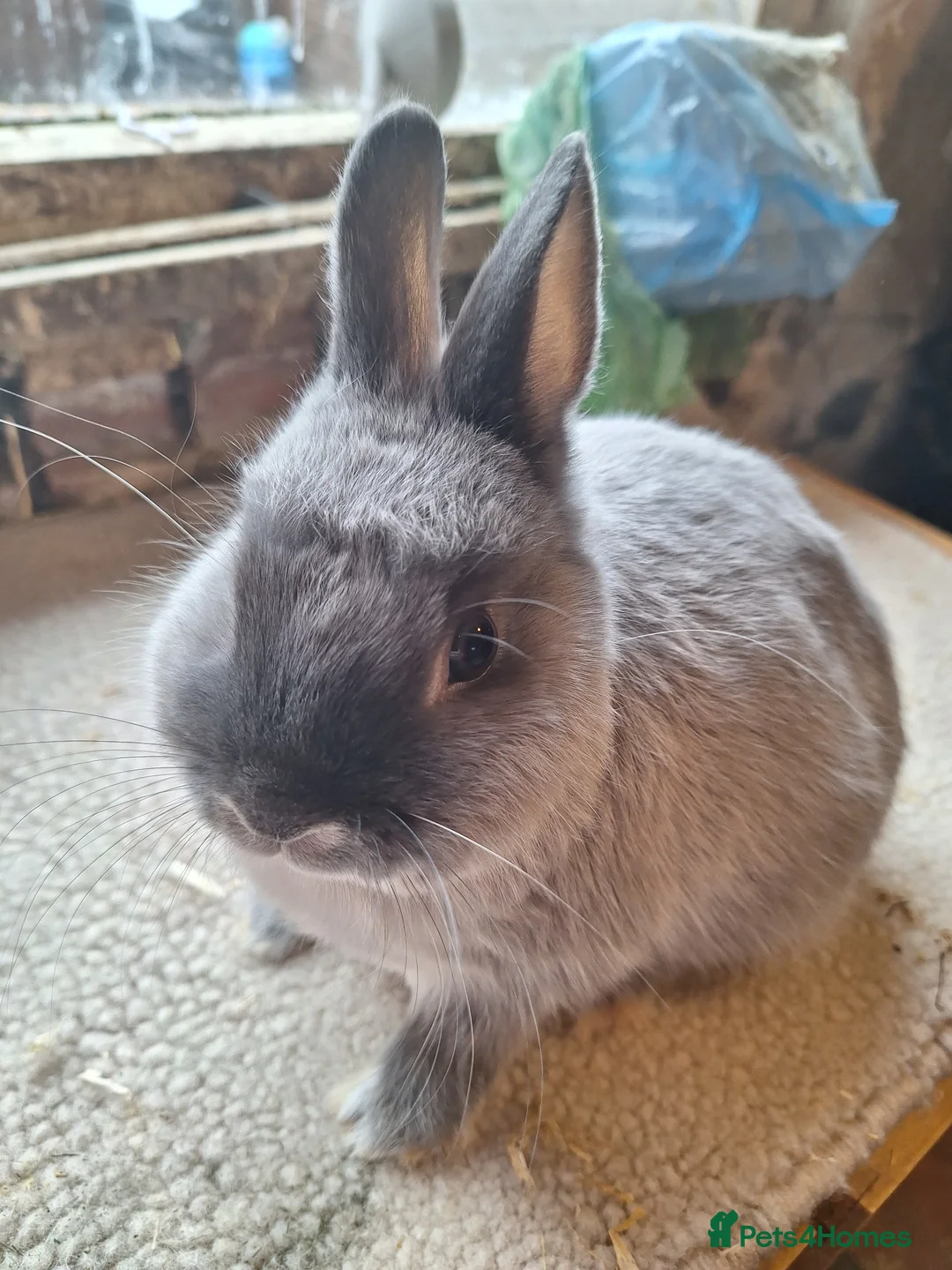 Netherland Dwarf rabbits for sale: Siamese smoke netherland dwarf  - Advert 2