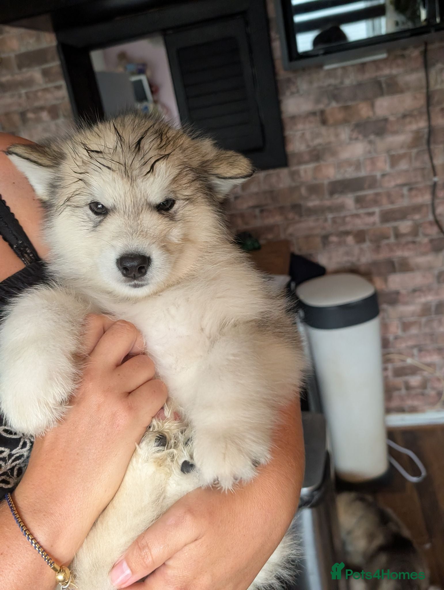 Alaskan Malamute dogs 2 male Kc Reg Alaskan Malamute puppies  - Advert 2