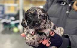 Cocker Spaniel dogs for sale: Working cocker spaniels  - Advert 4