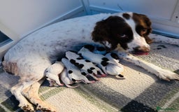 English Springer Spaniel dogs for sale: KC Quality English Springer Spaniels - Image 11