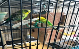 Budgerigars birds for sale: 4 Beautiful Budgies 2 Males 2 Females - Image 11