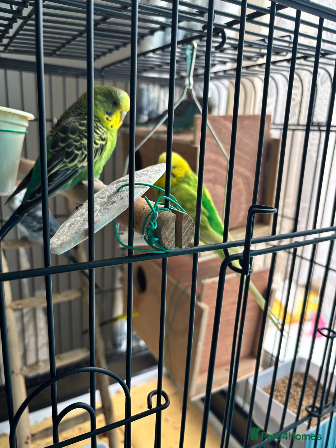 Budgerigars birds for sale: 4 Beautiful Budgies 2 Males 2 Females - Image 11