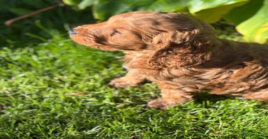 Cockapoo dogs - Advert 5