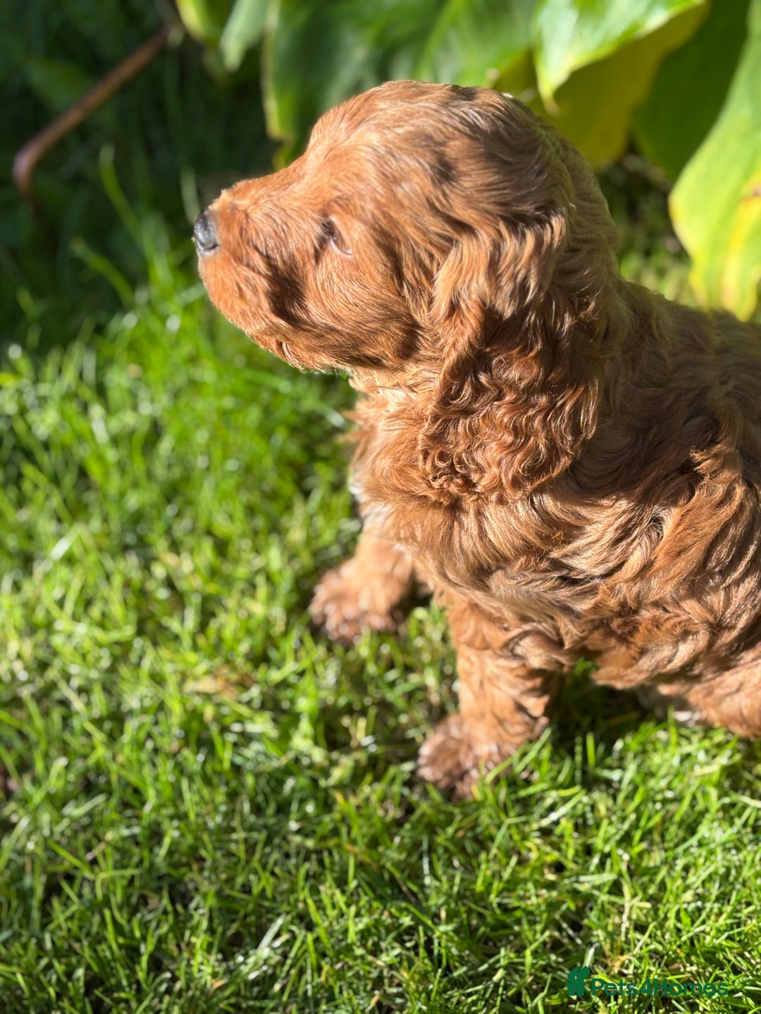 Cockapoo dogs for sale: Beautiful miniature red cockapoo girl puppy  - Image 3