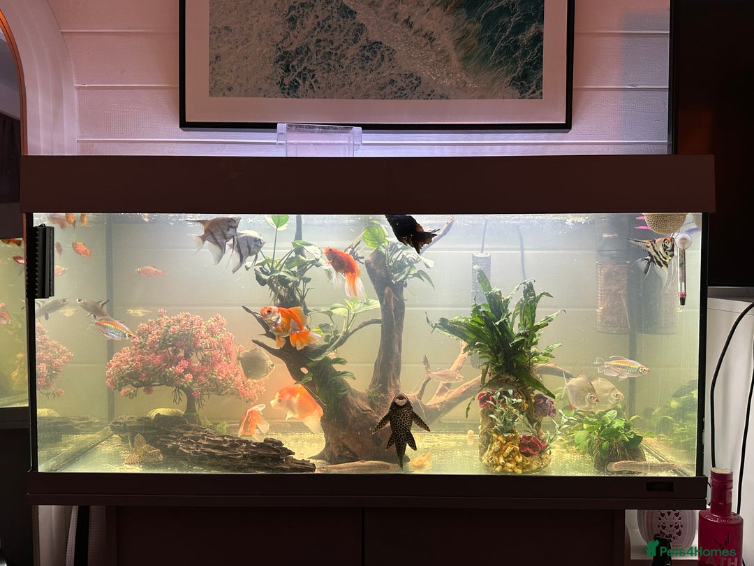 Fancy Goldfish fish for sale: Full fish tank set up - Advert 1