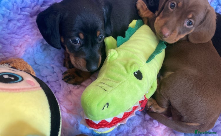 Miniature Dachshund dogs - Advert 4