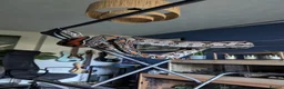 Boa Snake reptiles for sale: Suriname red tail boa constrictor  in Gateshead - Advert 1