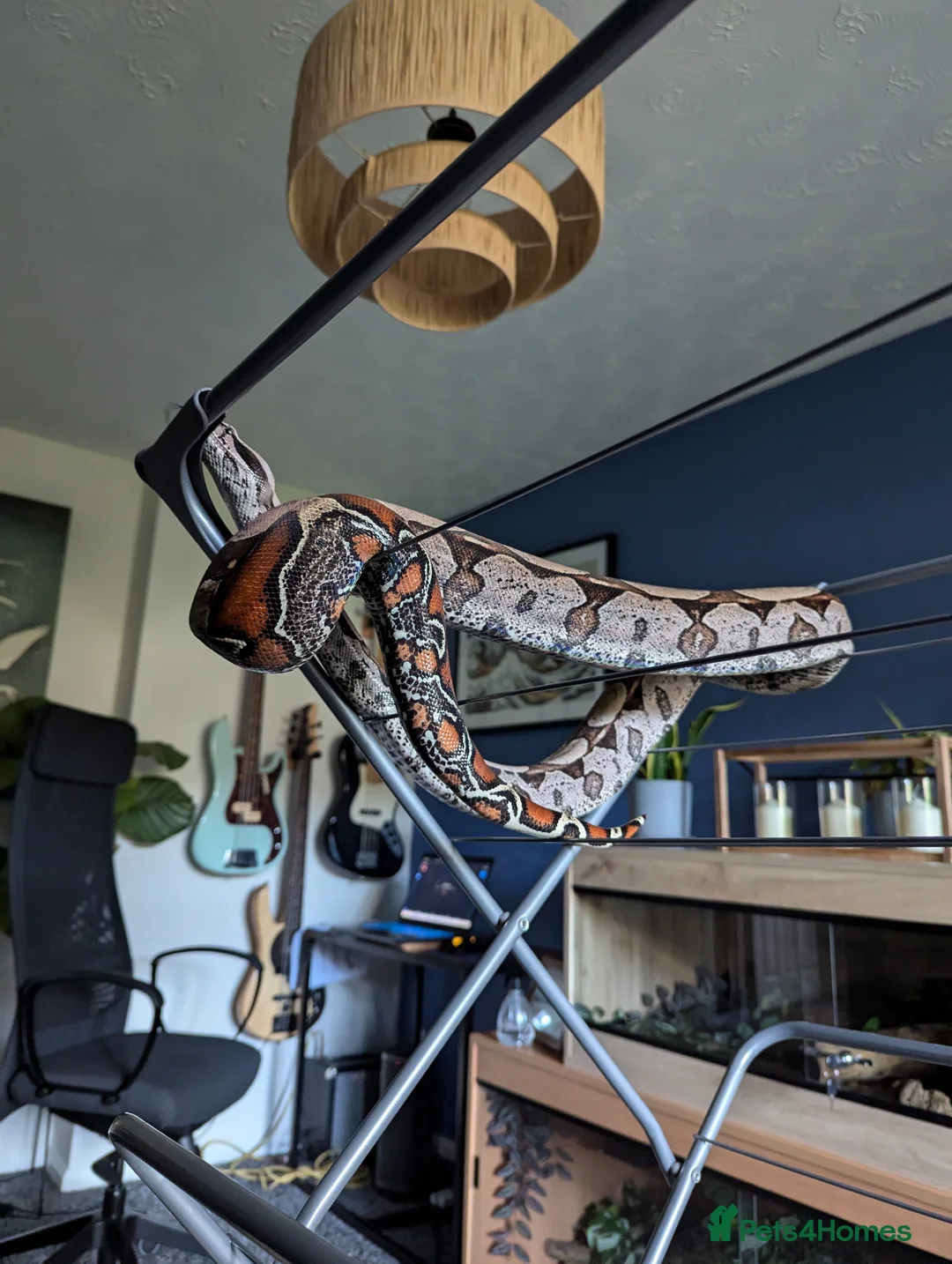 Boa Snake reptiles for sale: Suriname red tail boa constrictor  in Gateshead - Advert 1