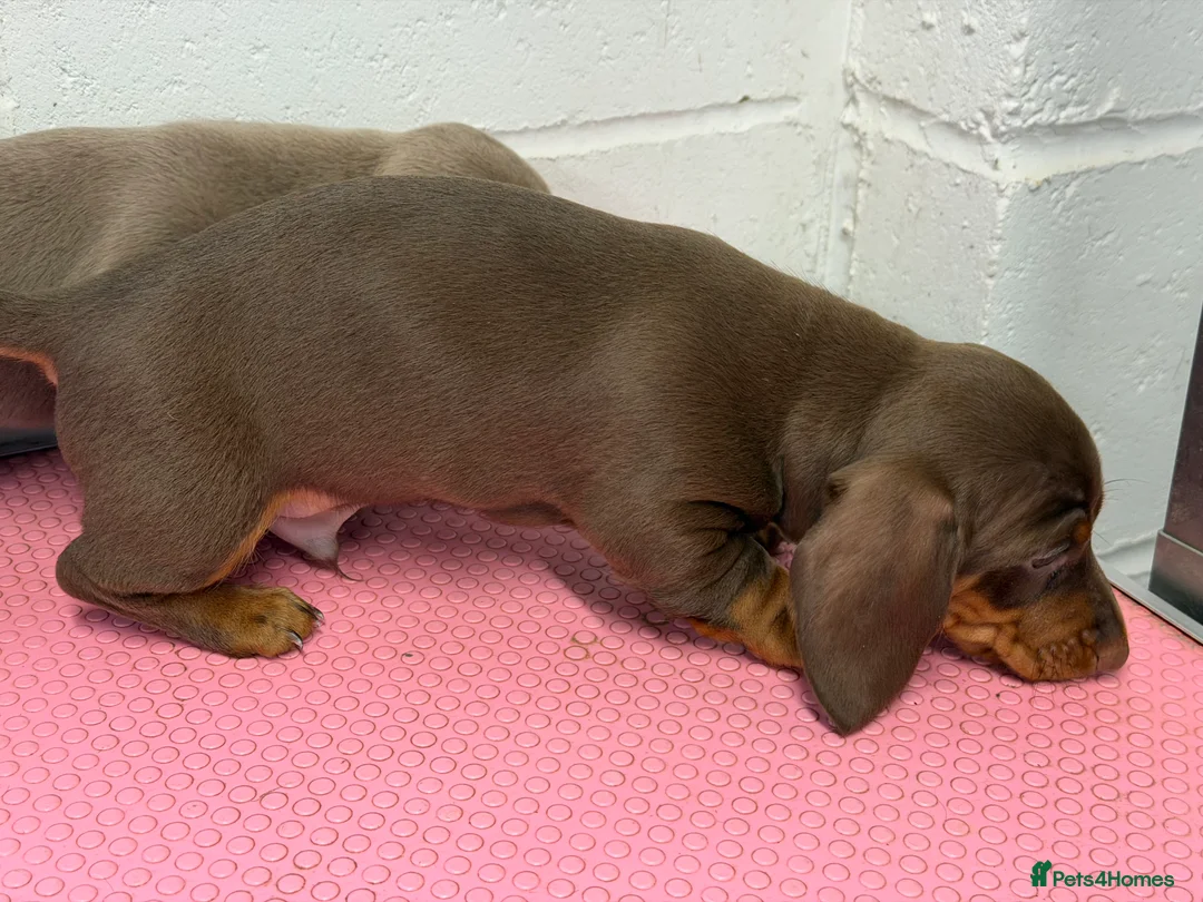 Miniature Dachshund dogs for sale: Mini dachshund 2 smooth boys available  - Advert 7