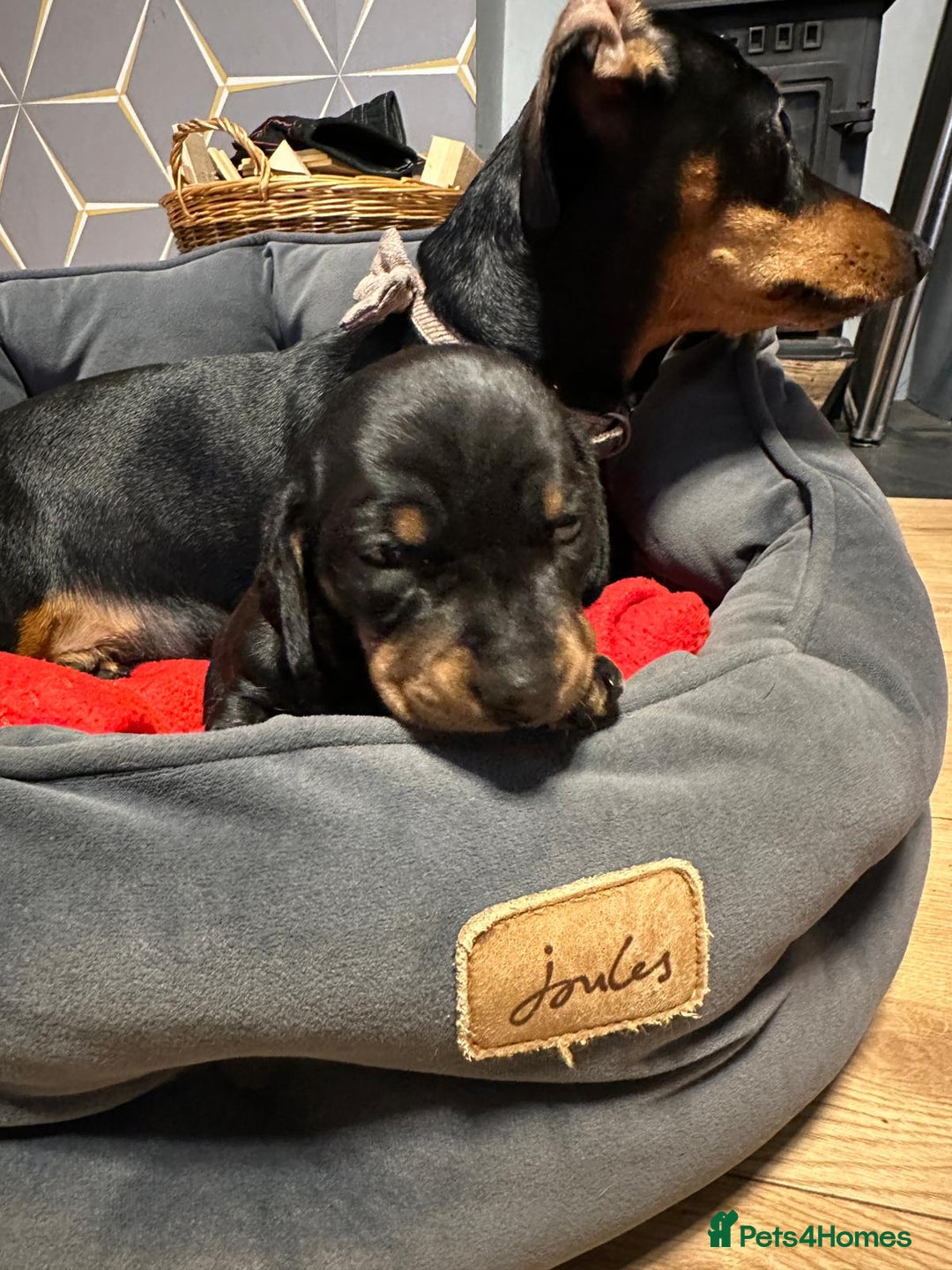 Miniature Dachshund dogs for sale: STUNNING SMOOTH SHORT HAIR MINIATURE DACHSHUND 💞 - Advert 9