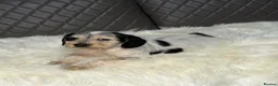 Cocker Spaniel dogs for sale: Beautiful Cocker Spaniel Girls in Exeter - Advert 15