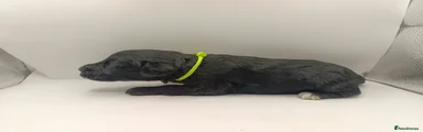 Schnoodle 8