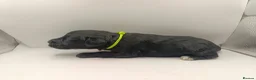 Schnoodle dogs for sale: Exceptional F1 Blue Schnoodle Puppies  - Advert 6