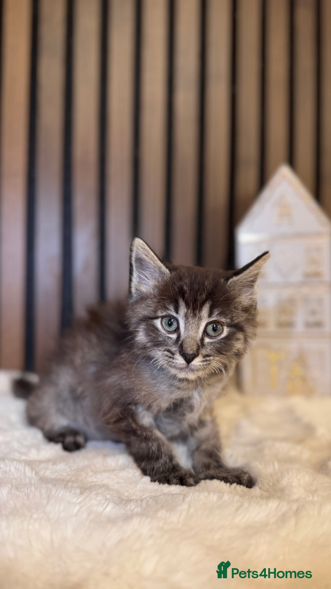 Ragdoll cats for sale: 🌙 Grey Ghost Kittens🎃 – Ragdoll × Tabby 🐾 - Image 10