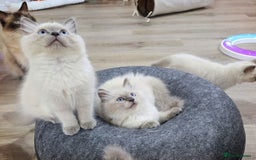 Ragdoll cats for sale:  beautiful Rag doll kittens raised at home - Image 5