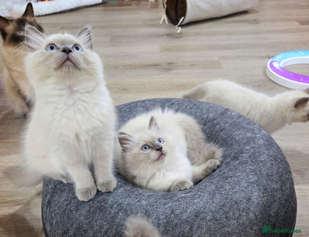 Ragdoll cats for sale:  beautiful Rag doll kittens raised at home - Image 5