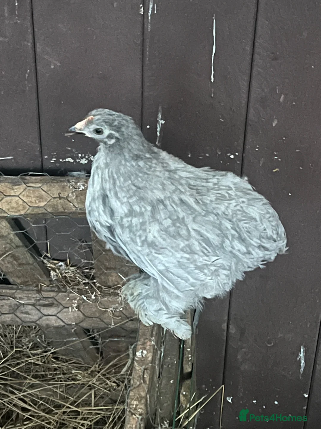 Chickens poultry for sale: Hatching eggs , day old chicks , growers and layer - Advert 16