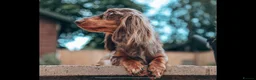 Miniature Dachshund dogs for sale: Exceptional Champion CK ML Dachshund Puppies  - Advert 12