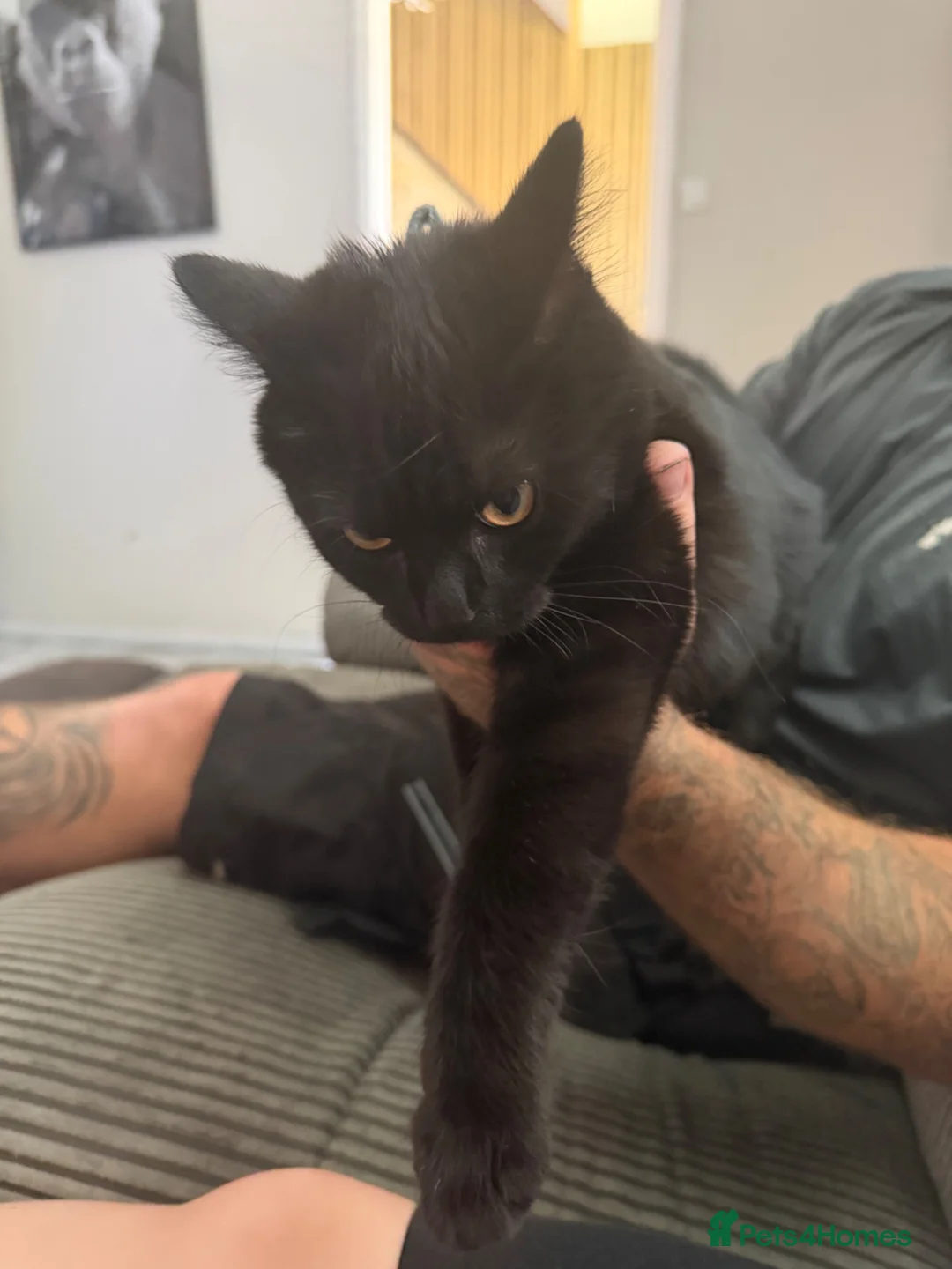 Mixed Breed cats for sale: Mixed British short hair and normal cat - Advert 2