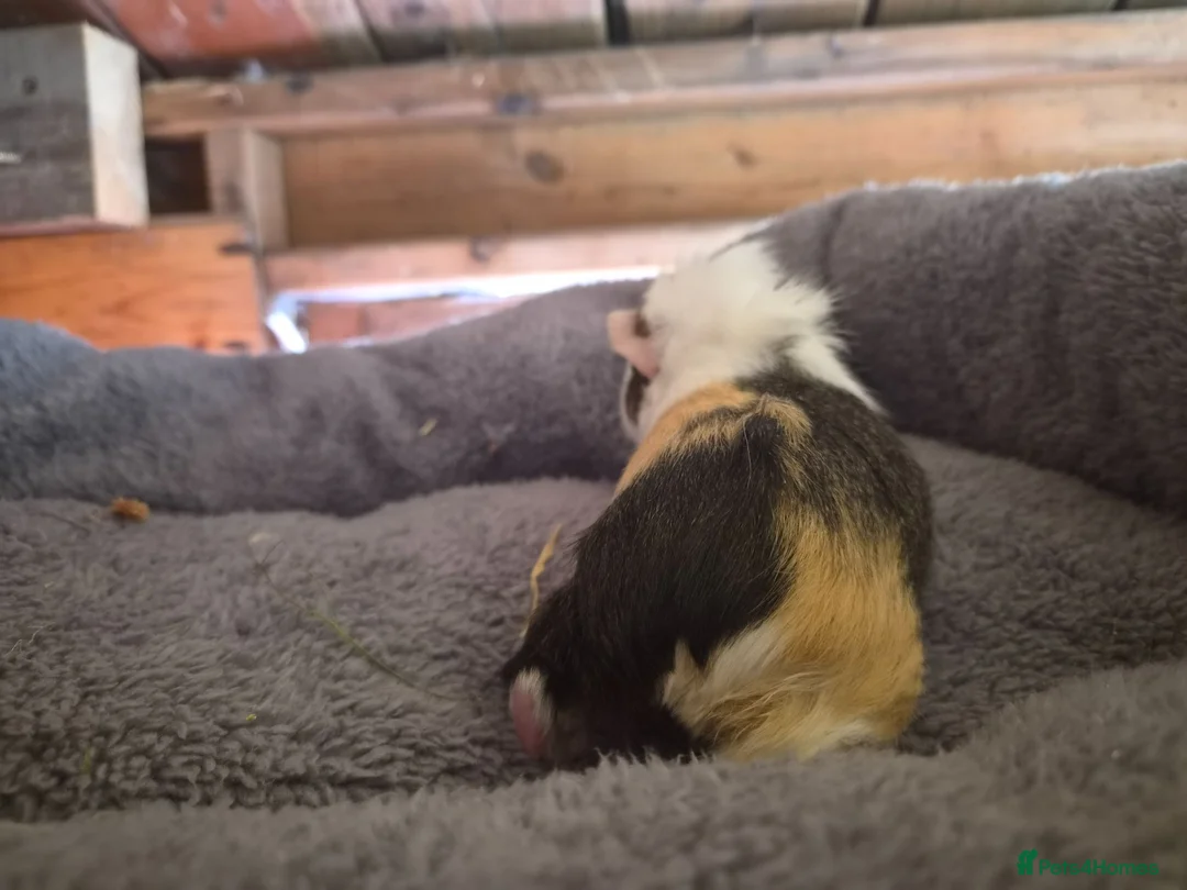 Guinea Pig rodents for sale: baby guinea pigs in Keith - Advert 2
