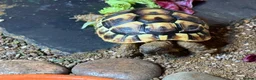 Hermann Tortoise reptiles for sale: Hermann tortoise and table  - Advert 2