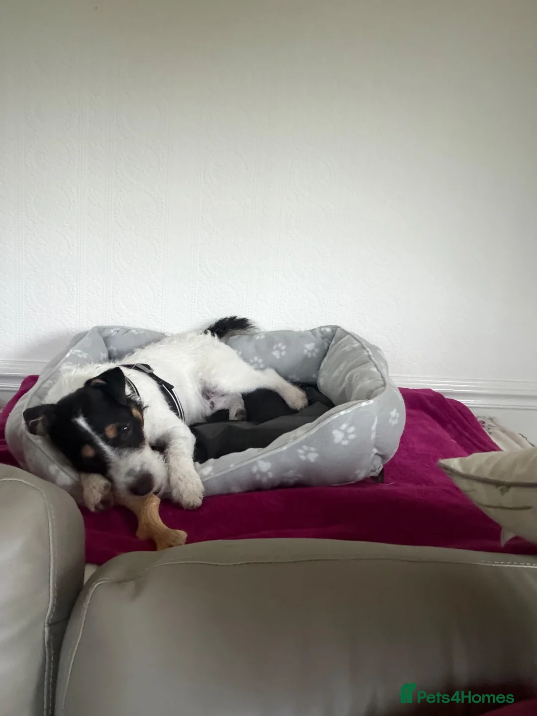 Parson Russell dogs for sale: Parsons Terrier - Advert 2
