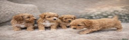 Maltipoo dogs for sale: Tiny Koreans maltipoo  - Advert 2