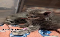Ragcoon cats for sale: Stunning Ragcoon kittens! - Image 15
