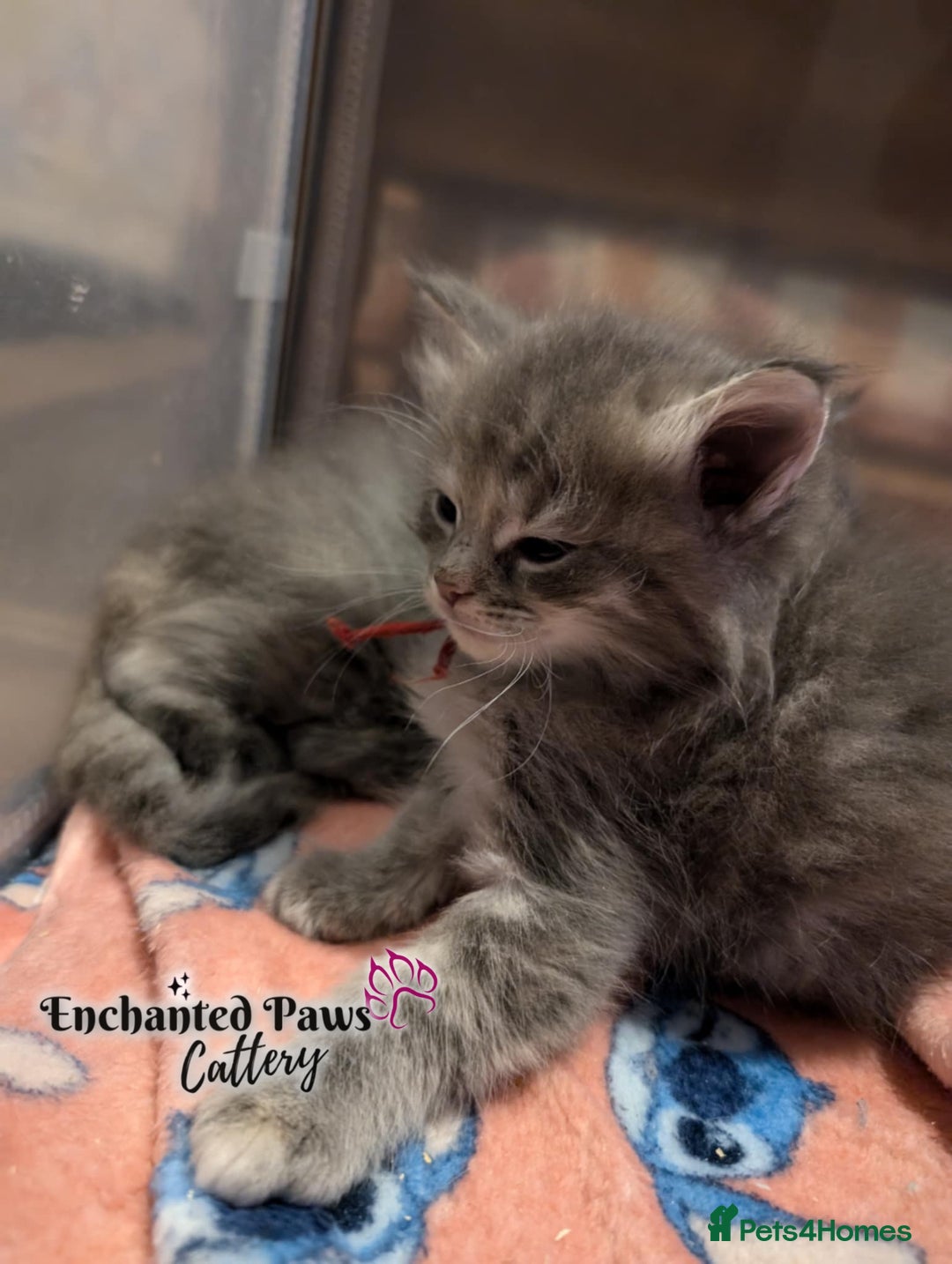 Ragcoon cats for sale: Stunning Ragcoon kittens! - Image 15