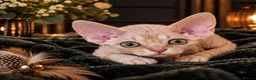 Devon Rex cats for sale: Stunning Devon Rex Girl Fully Vaccinated Ready Now - Advert 4
