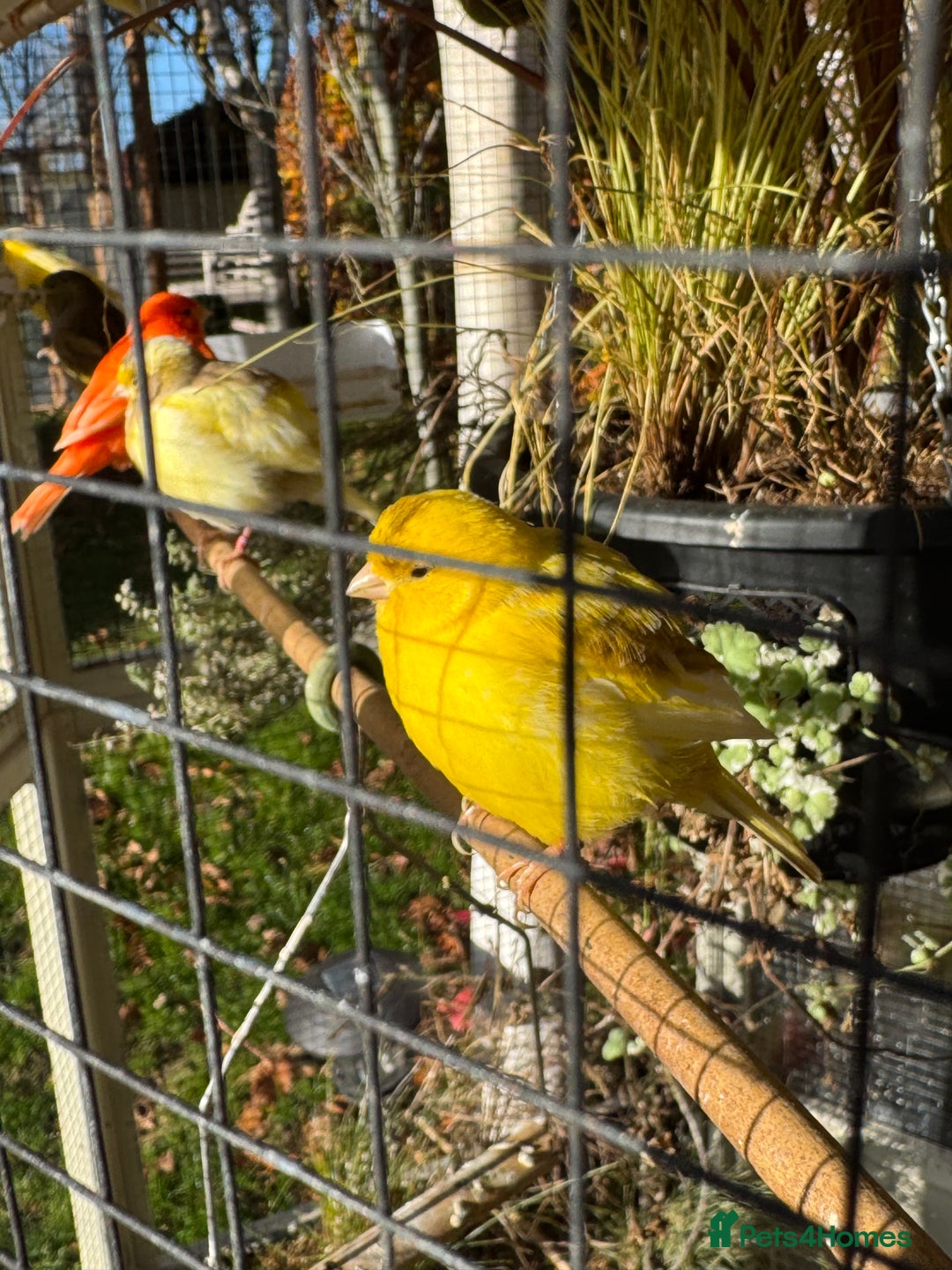 Canaries birds for sale: Selection of Fife Canaries for sale - Advert 3
