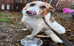 Mixed Breed dogs for adoption: Freud - Norwich Norfolk  - Advert 6