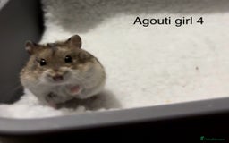 Hamster rodents for sale: Pure bred Campbells dwarf hamsters  - Advert 6