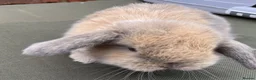 Mini Lop rabbits for sale: STUNNING PURE BRED MINI LOPS MUST SEE - Advert 23