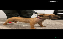 Border Terrier dogs for sale: Very special little girl - Image 7
