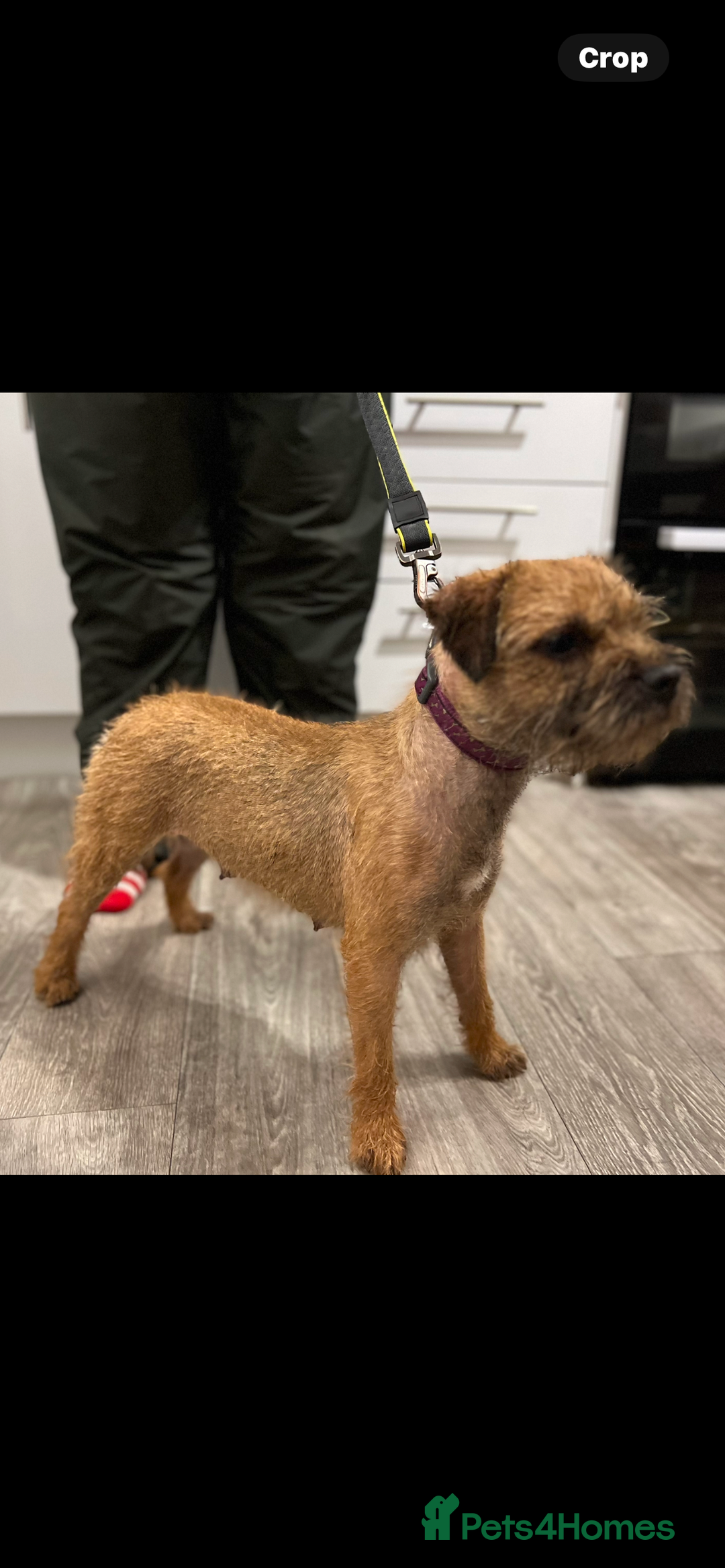 Border Terrier dogs for sale: Very special little girl - Image 7