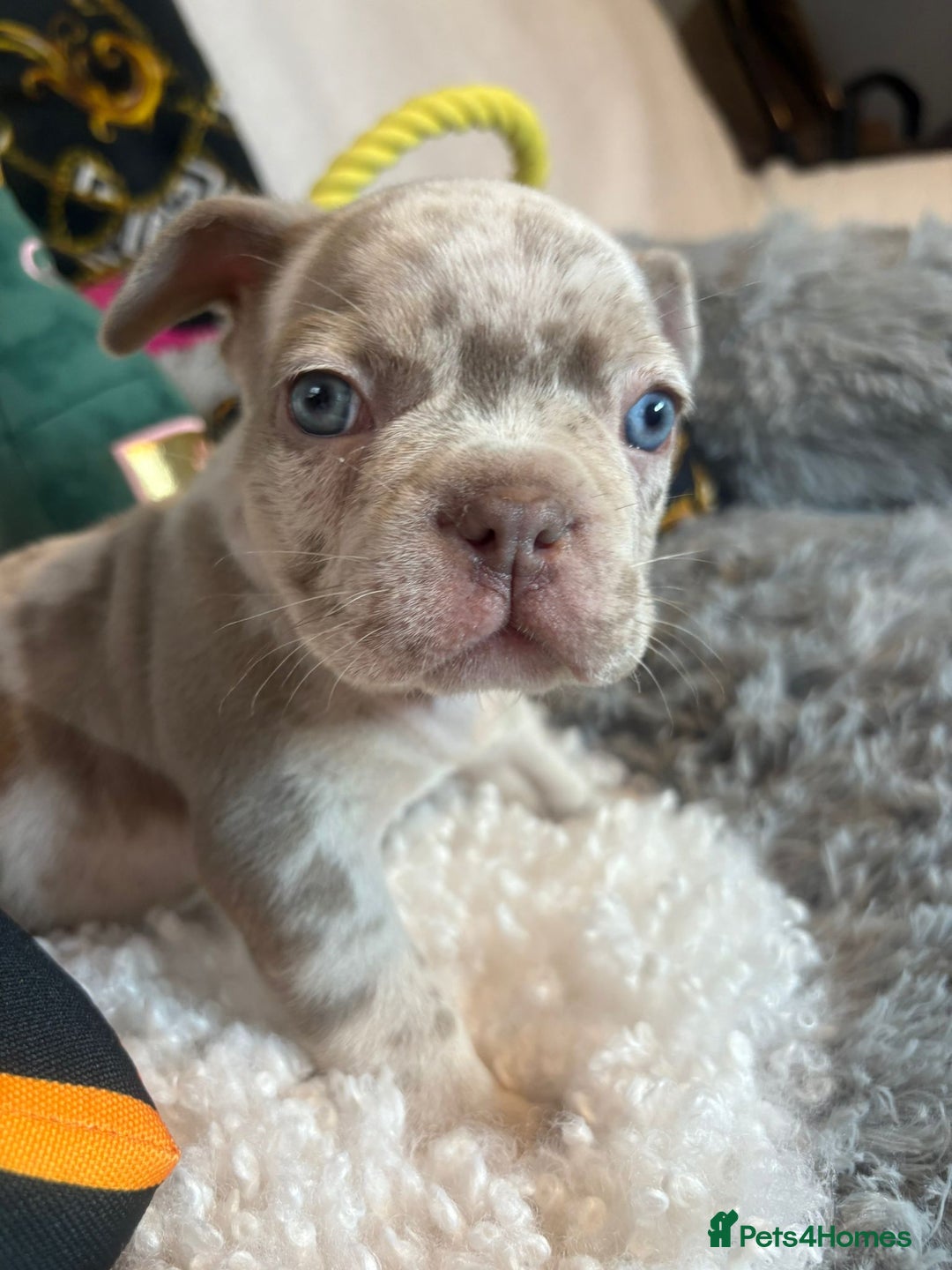 French Bulldog dogs for sale: Stunning Newshade French Bulldog Puppies - Image 28