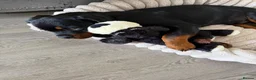 Rottweiler dogs for sale: Rottweiler 5 month old male called Titan  in Bath - Advert 3