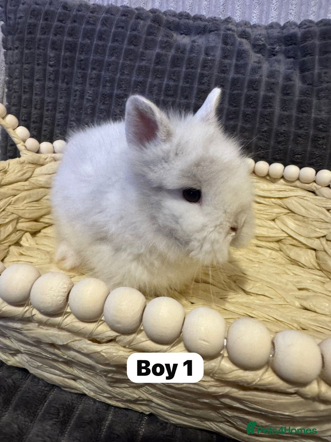 Lionhead rabbits for sale: ✨ Lionhead Bunnies  ✨ - Advert 8