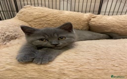 British Shorthair cats for sale: GCCF BRITISH SHORTHAIR KITTENS - Image 3