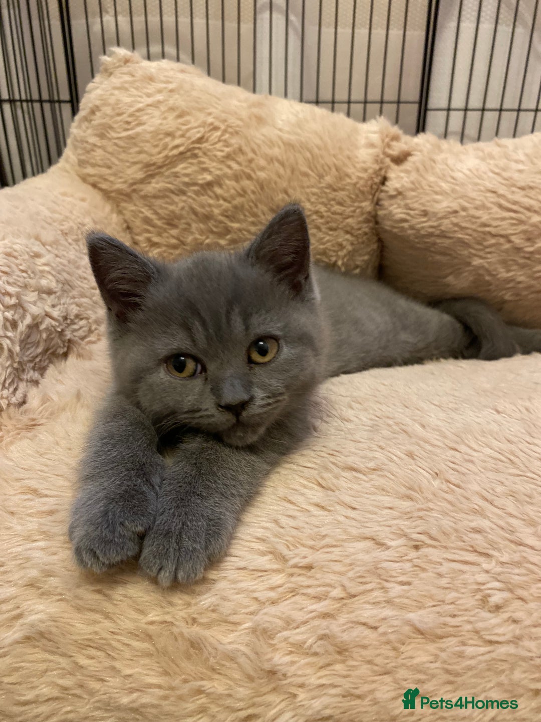 British Shorthair cats for sale: GCCF BRITISH SHORTHAIR KITTENS - Image 3