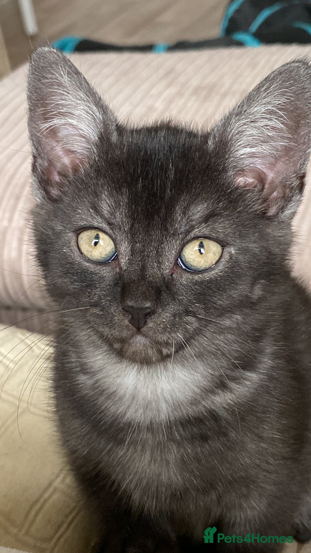 British Shorthair cats for sale: Uniquely- coloured Black & Grey Kitten - Image 7