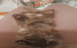 British Longhair cats for sale: British longhair male kitten - Advert 1