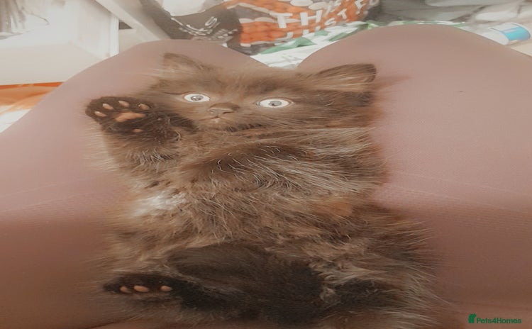 British Longhair cats British longhair male kitten - Advert 1